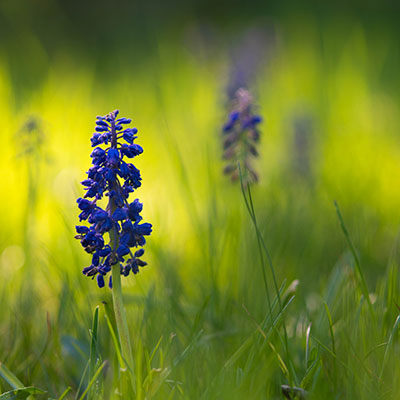 Grape Hyacinth